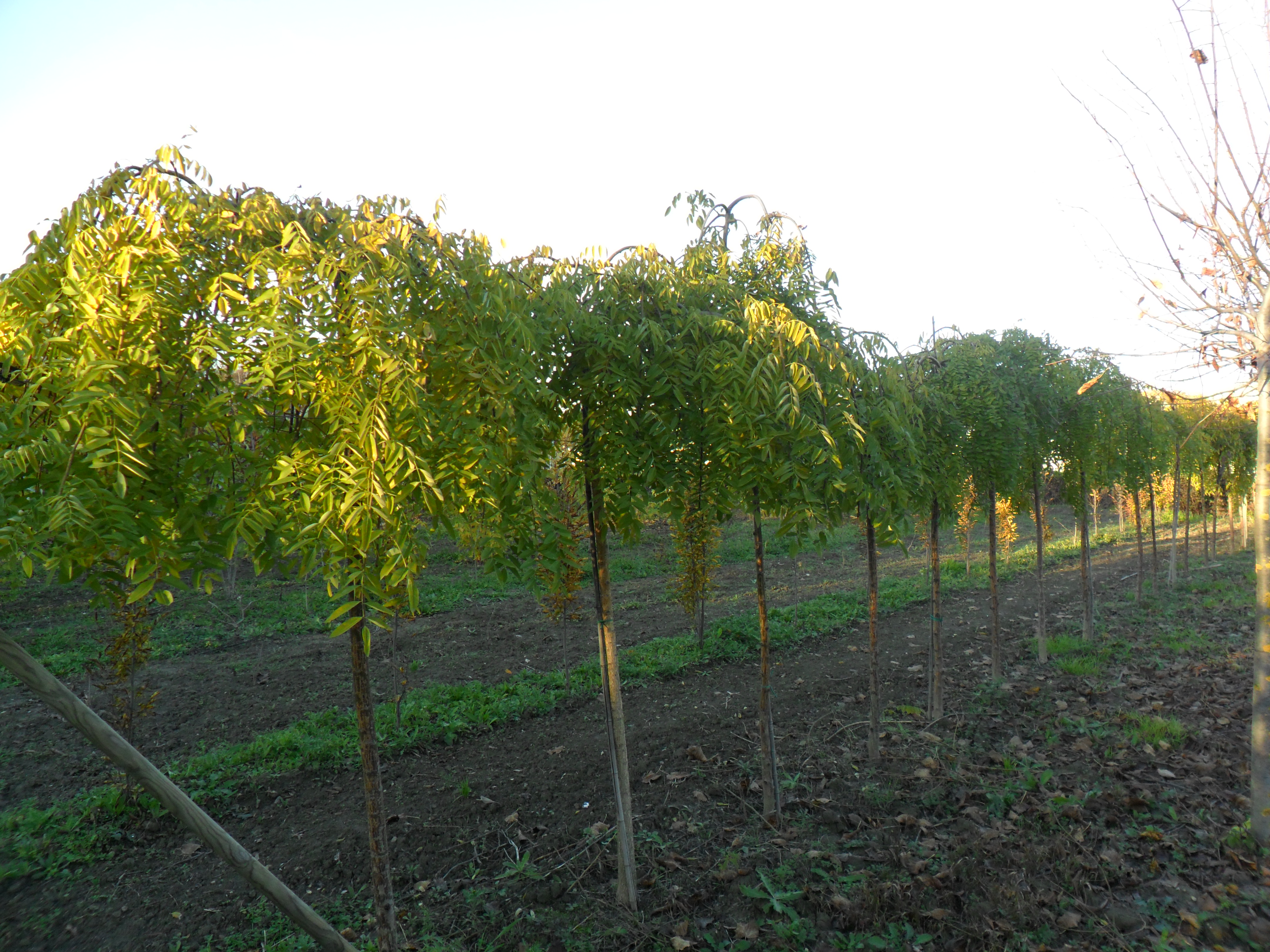 SOPHORA JAPONICA    NOSCARDI VIVAI